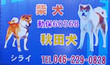 秋田犬と柴犬のブリーダー シライ 秋田犬と柴犬のブリーダー シライ